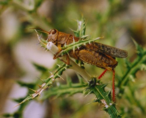 Réf. 265 535 : Calliptamus sp.